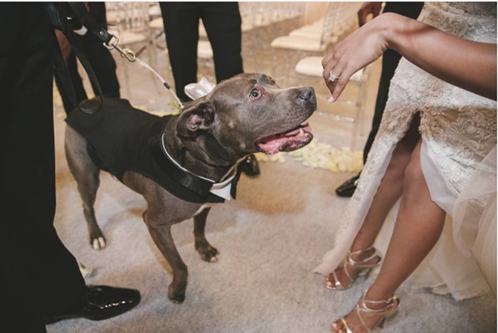 Ravens Jeremy Zuttah Gets Married With His Dog