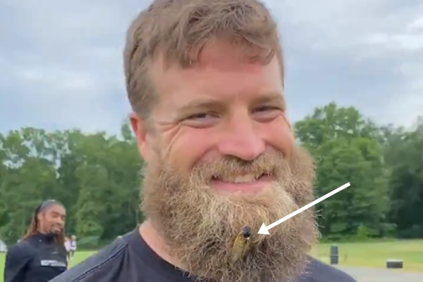 Cicadas Makes Home in Washington's Ryan Fitzpatrick's Beard